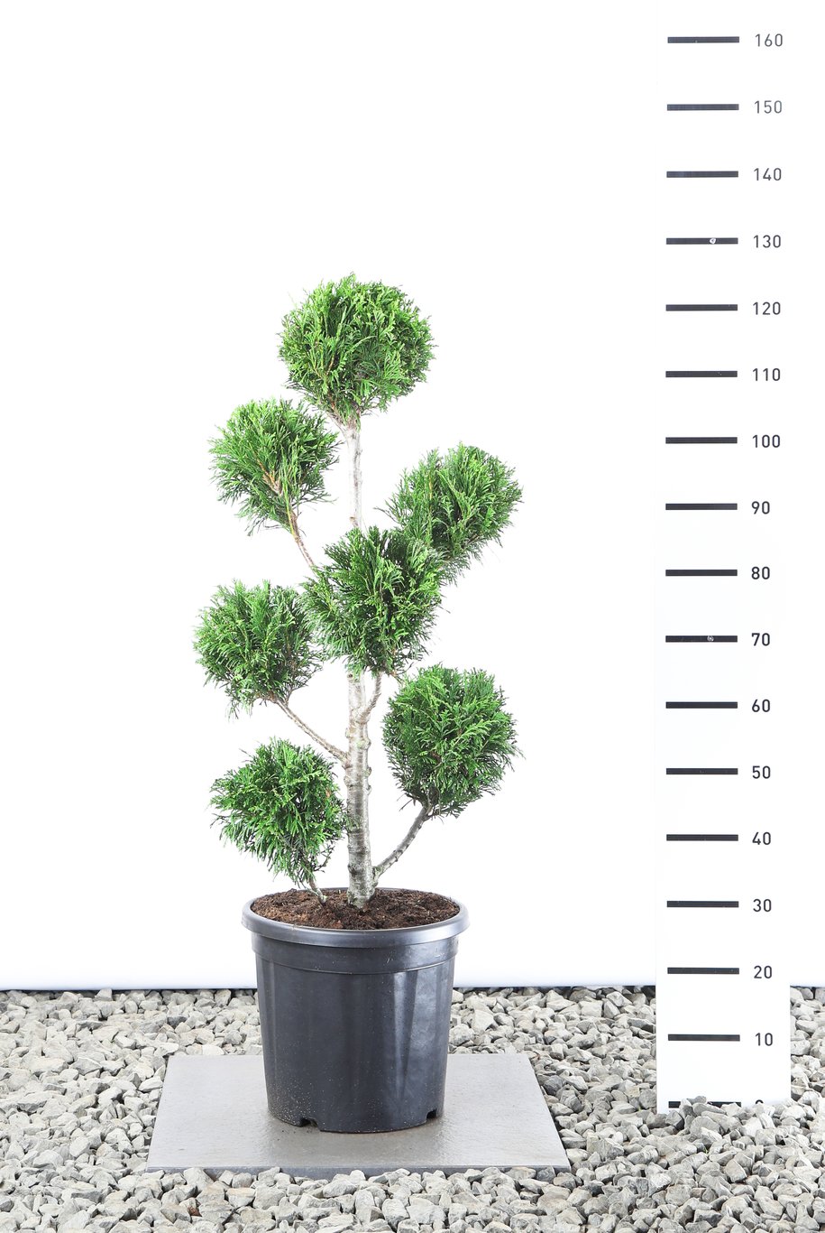 Thuja pl. 'Martin' - 80-100 CM PonPon EXTRA in Cont.